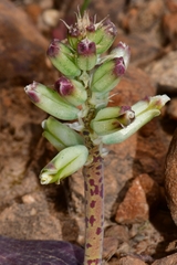 Lachenalia vanzyliae