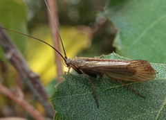 Limnephilus nigriceps