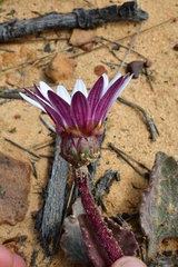 Arctotis verbascifolia