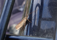 Limnephilus nigriceps