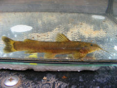 Amphilius uranoscopus