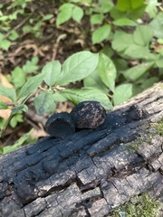 Daldinia concentrica