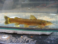 Amphilius uranoscopus