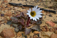 Arctotis verbascifolia