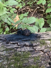 Daldinia concentrica