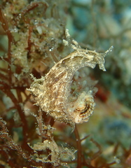 Stylocheilus polyomma image