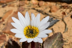 Arctotis verbascifolia