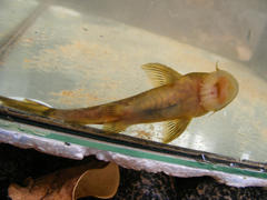 Chiloglanis anoterus