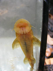 Chiloglanis anoterus