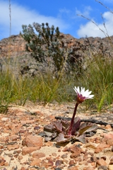 Arctotis verbascifolia