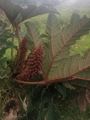 Gunnera insignis