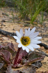 Arctotis verbascifolia