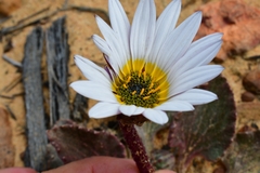 Arctotis verbascifolia