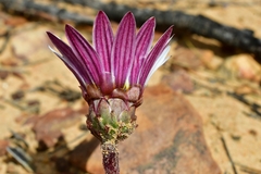 Arctotis verbascifolia