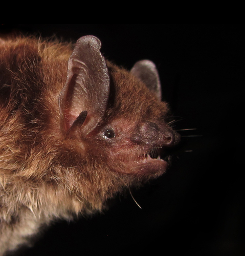 Silver-tipped Myotis