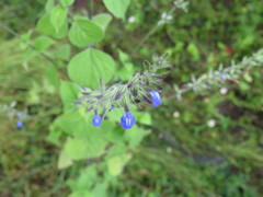 Salvia leptostachys