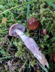 Cortinarius collinitus
