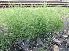 Equisetum arvense