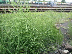Equisetum arvense