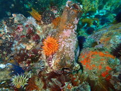 Pyura stolonifera