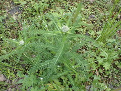 Achillea millefolium