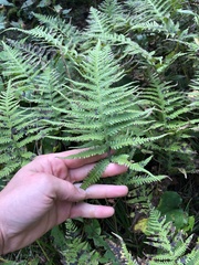 Phegopteris excelsior