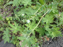 Cerastium holosteoides