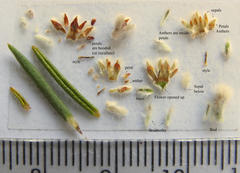 Phylica thunbergiana