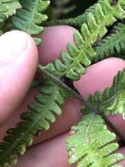Phegopteris excelsior