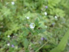 Cerastium holosteoides