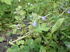 Glechoma hederacea