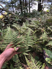 Phegopteris excelsior