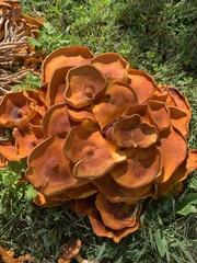 Omphalotus illudens