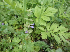 Glechoma hederacea