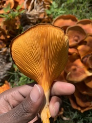 Omphalotus illudens