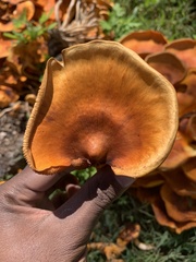 Omphalotus illudens