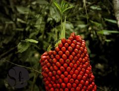 Amorphophallus titanum