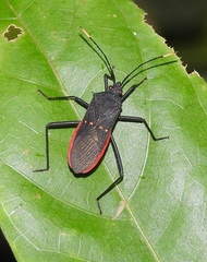 Leptoscelis flaviventris