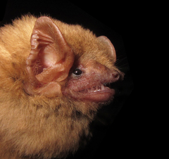Lasiurus ega