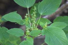 Acalypha persimilis