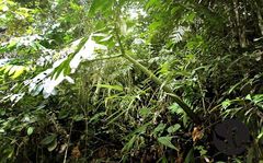 Amorphophallus titanum