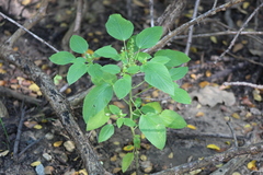 Clay, CC BY, iNaturalist via GBIF Acalypha persimilis, photograph Clay, CC BY, iNaturalist via GBIF
