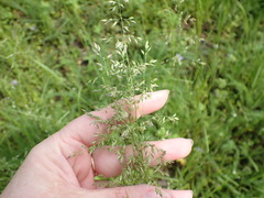 Poa pratensis