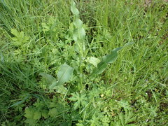Rumex