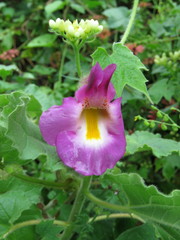 Proboscidea louisianica