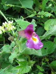 Proboscidea louisianica