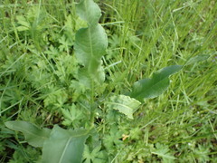 Rumex