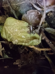 Epipedobates anthonyi