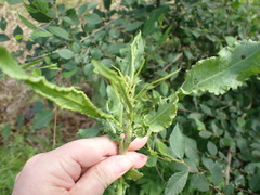 Rumex