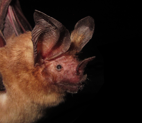 Pygmy Round-eared Bat